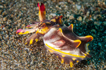 Pfeffers Prachtsepia - Metasepia pfefferi - Anilao Philippinen