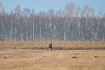 european moose, european elk - Alces alces - on meadow with dried winter grass with trees in background. Photo from Biebrza National Park in Poland.