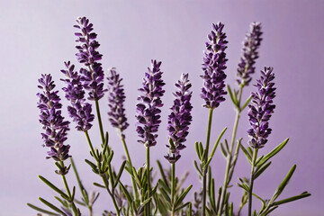 Naklejka premium Several sprigs of lavender flowers with bright purple blooms on a light purple background. The lavender flowers look fresh and stand tall with slender green leaves. 