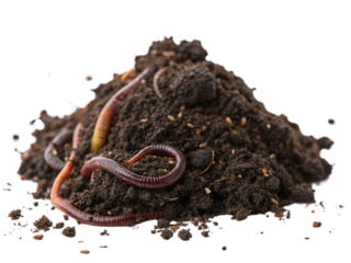 Pile of soil with earthworms isolated on transparent background.