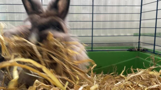 Ein weibliches Zwergkaninchen sammelt Stroh f&uuml;r den Nestbau.
