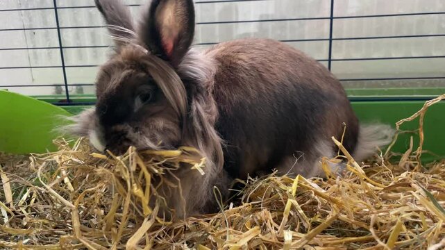 Ein weibliches Zwergkaninchen sammelt Stroh f&uuml;r den Nestbau.