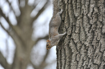 Funny and curious Squirrel
