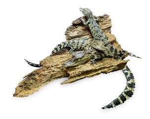 Top view of Rear view of a Thai baby crocodile with its long in the foreground, focus selective