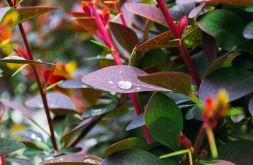 Water Droplet on Purple Leaf Close-Up