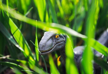 Velociraptor dinosaur toy in the middle of lush green grass