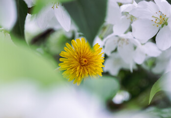 Yellow dandelion among white apple blossoms
