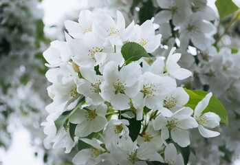 Close-up of white apple blossoms in spring