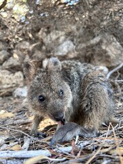 Naklejka premium Rottnest Island, near Perth, offers crystal-clear waters perfect for swimming, snorkeling, and diving. Its pristine beaches, marine life, and friendly quokkas make it a paradise for visitors.