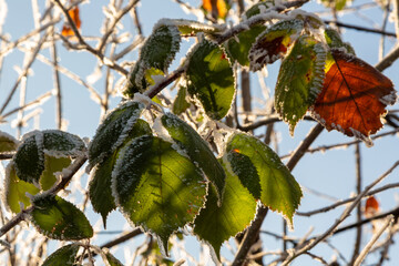 Frozen leaves taken in Winter 2025