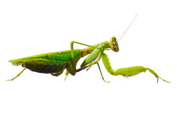 European mantis or praying mantis isolated on transparent background.