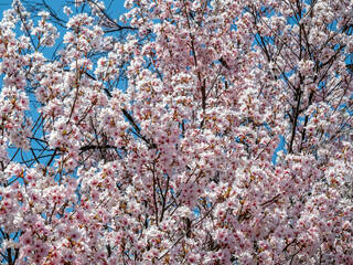 Full blooming cherry blossom tree, sakura blooming, in spring season all the town in Takayama, Japan, under clear blue sky
