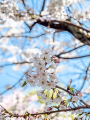 Full blooming cherry blossom tree, sakura blooming, in spring season all the town in Takayama, Japan, under clear blue sky