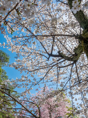 Full blooming cherry blossom tree, sakura blooming, in spring season all the town in Takayama, Japan, under clear blue sky