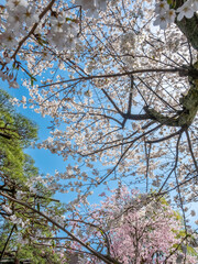 Full blooming cherry blossom tree, sakura blooming, in spring season all the town in Takayama, Japan, under clear blue sky