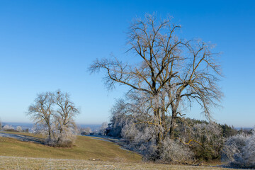 Panorama with two trees cloe to Grueningen in Germany in Winter 2025