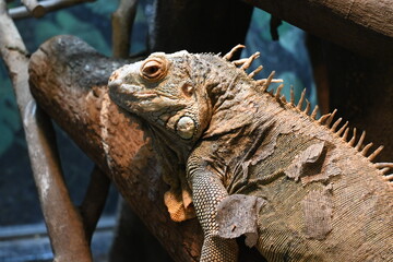 イグアナの横顔