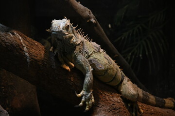 Fototapeta premium 木の上でくつろぐイグアナ