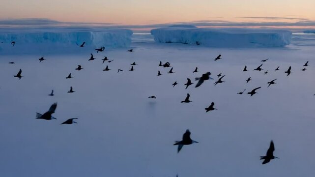 Low flying arctic tern bird swarm silhouette repeating pattern abstract