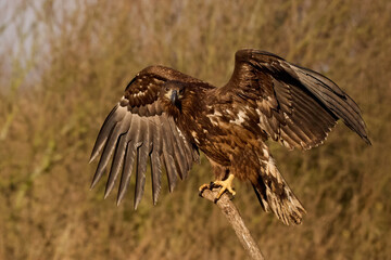 White-tailed eagle (haliaeetus albicilla)