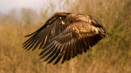 White-tailed eagle (haliaeetus albicilla)