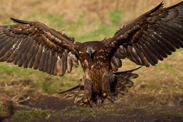 White-tailed eagle (haliaeetus albicilla)