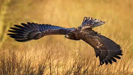 White-tailed eagle (Haliaeetus albicilla)
