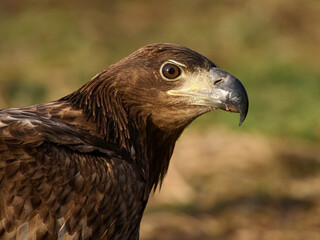 White-tailed eagle (haliaeetus albicilla)