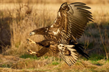 White-tailed eagle (haliaeetus albicilla)