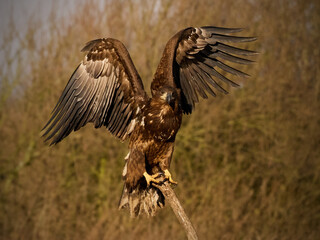 White-tailed eagle (haliaeetus albicilla)