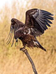 White-tailed eagle (haliaeetus albicilla)