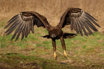 White-tailed eagle (haliaeetus albicilla)