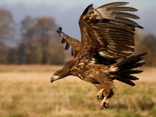 White-tailed eagle (haliaeetus albicilla)