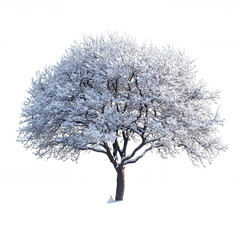 tree covered in snow isolated on transparent background