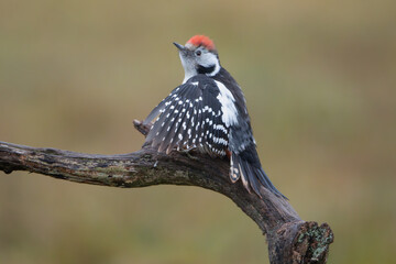 Middle spotted woodpecker - Dendrocopos medius perched with spread wing at dark background. Photo from Białowieża Forest in Poland.