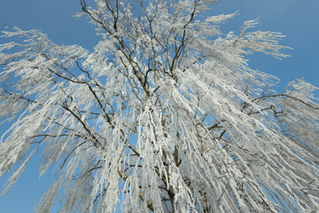 View of a frosty birch tree, bare, from below, against the blue sky.