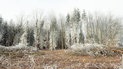 Trees covered in frost stand behind brown earth.