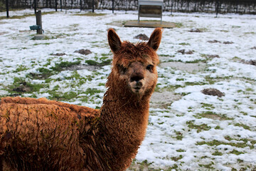 llama in a field © Valerina