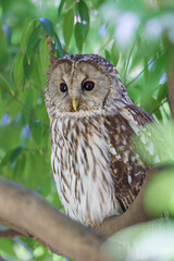 Fototapeta premium フクロウ