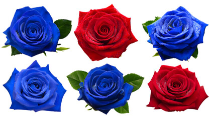 set of Close up of four fresh red roses blue with the stem with dewdrops on petals and leave 