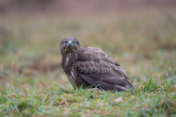 Common Buzzard - Buteo buteo on ground in green grass at green brown background. Photo from...