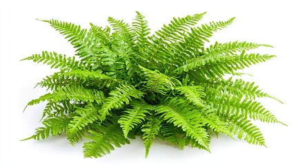 Vibrant fern plant display indoor space nature