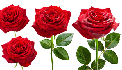  set of Close up of four fresh red roses blue with the stem with dewdrops on petals and leave 