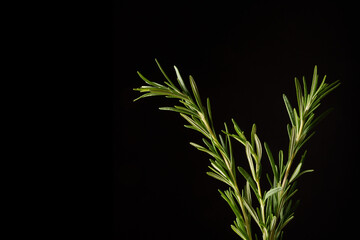 A bunch of green fresh rosemary on a black background. Spices for meat. Studio light. Place for text.