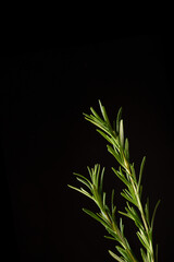 Two sprigs of green fresh rosemary on a black background. Spices for meat. Studio light. Place for text.