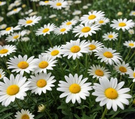 Fototapeta premium Fresh white and yellow daisy flowers blooming in the garden, serene, peaceful