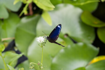 A small brown crow (Euploea tulliolus koxinga) butterfly on the flower.