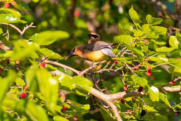 Fototapeta premium The cedar waxwing (Bombycilla cedrorum)in mulberry tree.The mulberry tree offers food for many bird species 