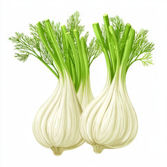 Fresh fennel bulbs with green fronds, perfect for culinary use