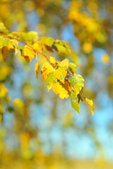 birch leaves in autumn